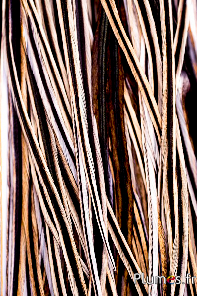 Coq rooster-grizzly - 35-40 cm - fil doré naturel